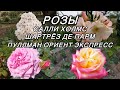 Три розы в моём саду 🌹 Шартрёз де Парм, Салли Холмс и Пуллман Ориент Экспресс