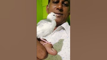 tamed birds #lovebird #java  #javasparrow #tajanimal #newshorts #budgies