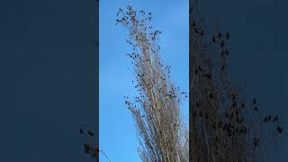 #birds #discoveringcanada #canada  #canadadiaries  #springdiaries #springvibes #spring #fypyoutube