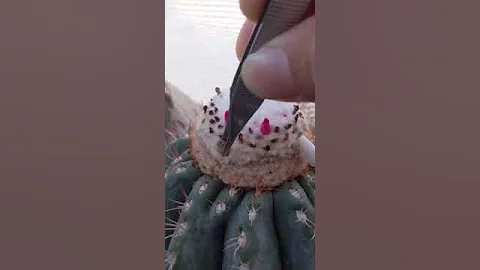 А у вас дома есть съедобный кактус?