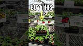 Sipkens Nurseries | Hot Pepper Plants  #plants #gardening #hotpeppers