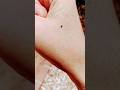 #insectlovers #insects
