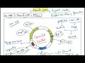 Cosmid Vector for class 12Biotechnology #NEET