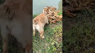 Dhojo Bu Nungcibiduna Like Subscribe Tousinbiramo