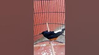 Murai batu jawara nembak variasi lagu by oxibird