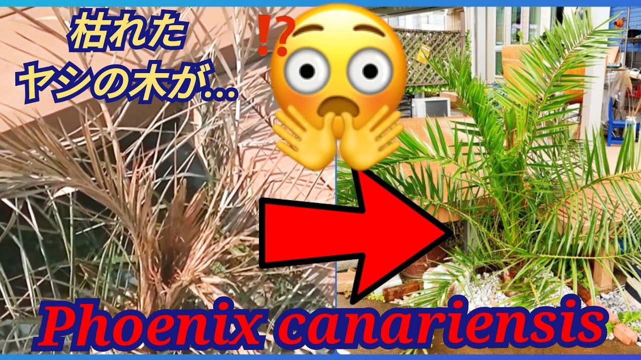 Palm tree revived! Canary Island date palm's winter protection