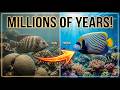 🐠 Evolutionary Timeline of Pomacanthus (Angelfish) | Animal Amazing World