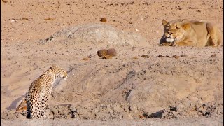 Leopard Walks Right into a Lion screenshot 5
