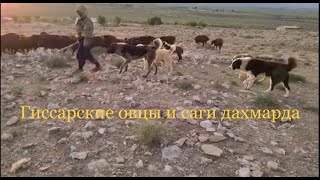 Гиссарские овцы и аборигенные САО Таджикистана саги дахмарда Шодмона, перегон 2023