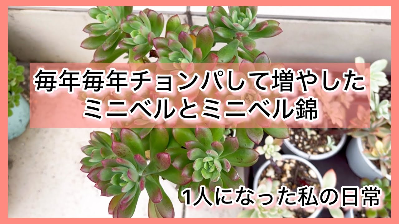 多肉植物]毎年毎年チョンパして増やしたミニベルとミニベル錦^_^1人に