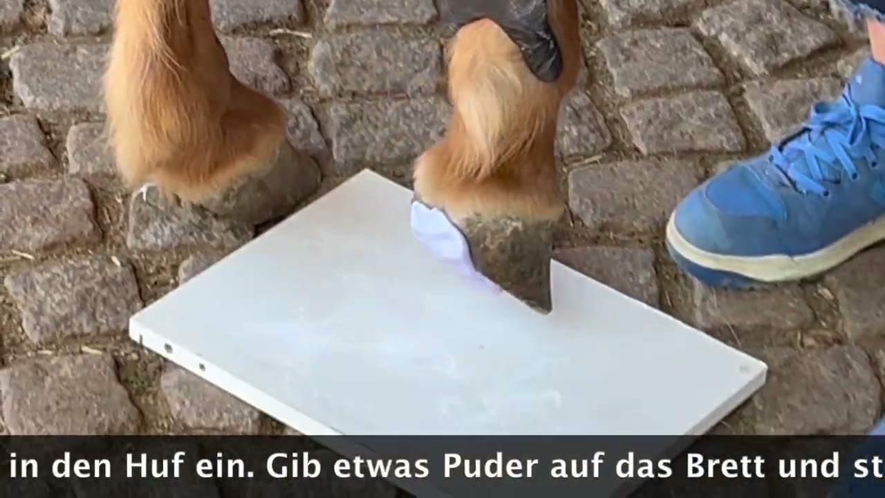 Hufmesser schärfen, Hufrehepolster, Hufbeinrotation, Raspelfehler: Videos im neuen Buch Hufen Helfen