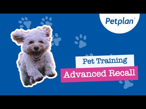 Teach Your Puppy To Come When Called With Advanced Puppy Recall ...