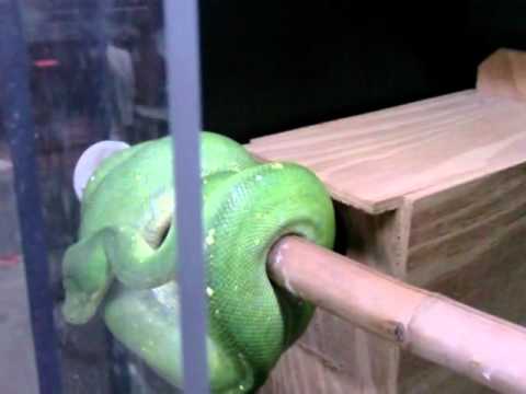 Green Tree Python breeding update