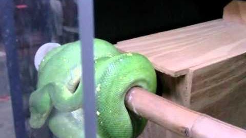 Green Tree Python breeding update