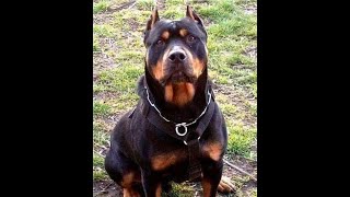 PODEROSO mezcla de Rottweiler Pitbull  Pitweiler ES EL PERRO MAS PODEROSO DE TODOS 😮