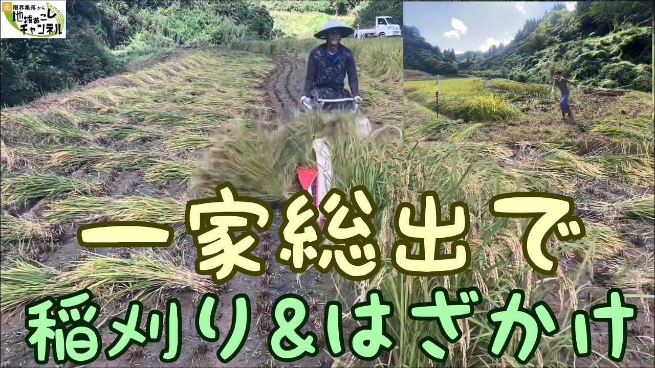 バインダーによる農薬・化学肥料不使用の稲刈りが完了しました〜2021年稲刈り#4（9月19日）