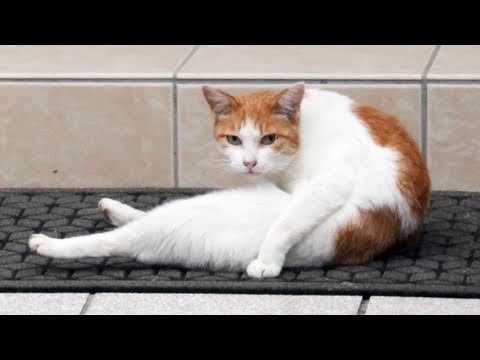 レノックス猫 Playing with Peares Amazon.com : Potaroma Cat Toys 2 Pcs Flapping Sandpiper Pair