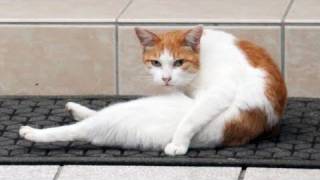 ペロペロ猫 A Cat licking itself
