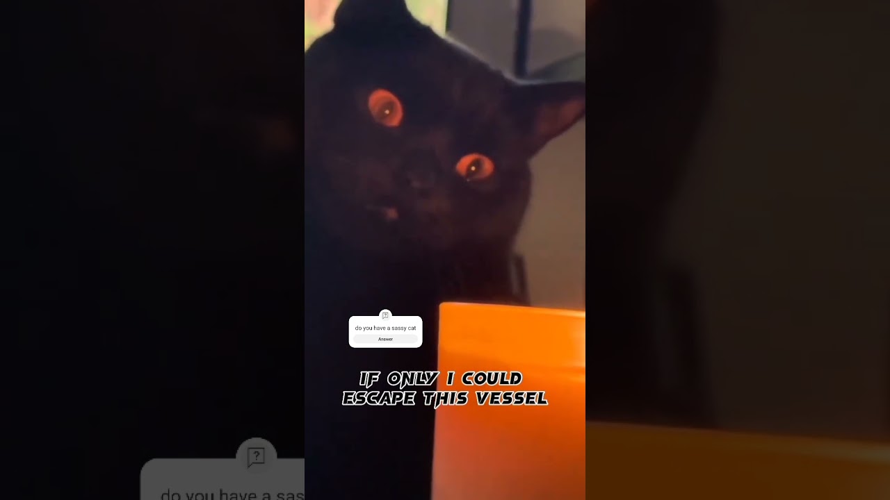 Black cat Monologue (voiced by me) 