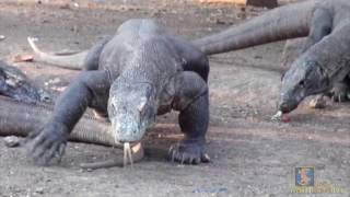 Komodo Dragons on Rinca Island, Indonesia