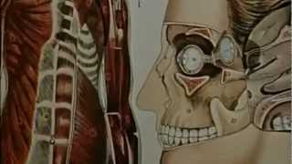 Human Man| Anatomy Lesson Resimi