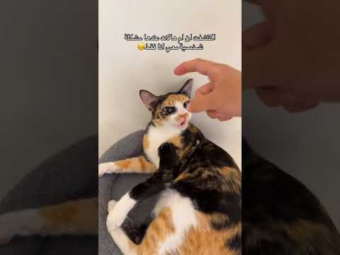   ابلور اكلتك  قطتي قطط 