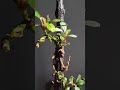 bucephalandra