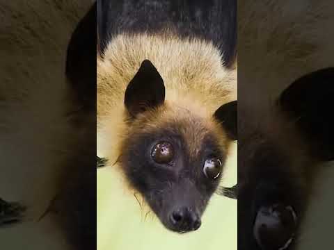 لماذا ينام الخفاش بالمقلوب