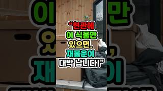 현관에 이 식물만  있으면 재물운이 대박납니다#풍수 #사주#재물운