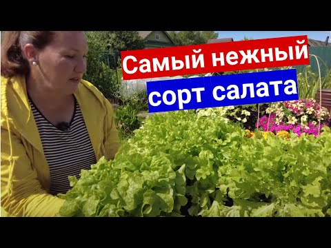 Не получается вырастить салат без горечи и цветушности? Посадите этот сорт, другие будут не нужны.