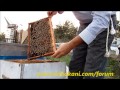 Arıcılık Eğitim Videosu, Zayıf Arı Güçlendirme