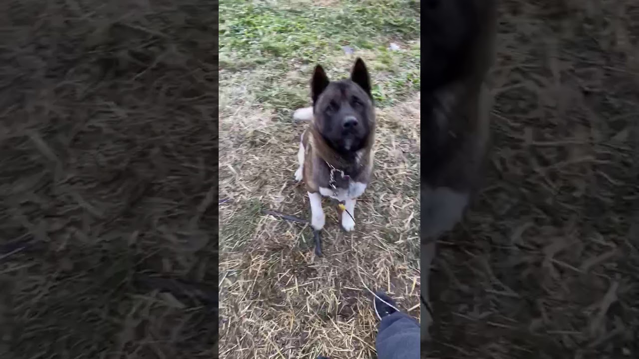 Dog kills rat for eating his food YouTube