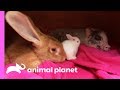 An Unexpected Friendship Between a Rabbit and a Micro Pig! | Too Cute!