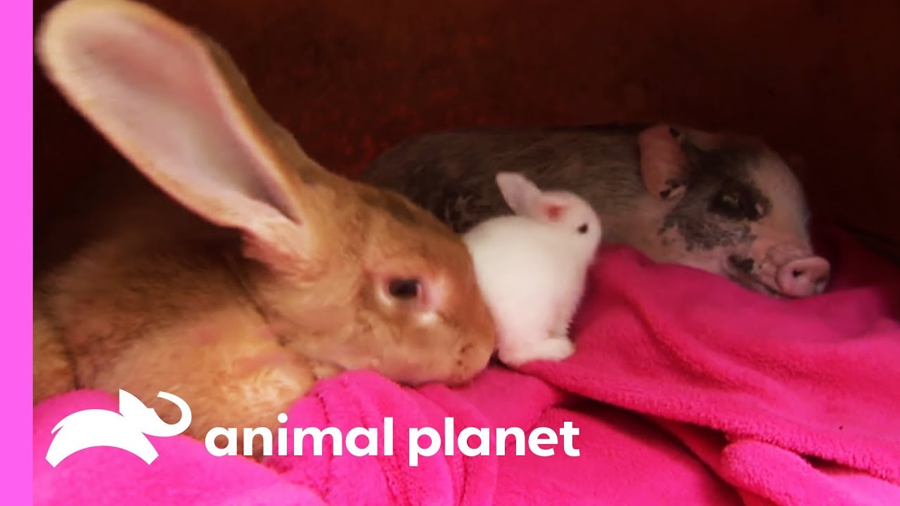 An Unexpected Friendship Between a Rabbit and a Micro Pig! | Too Cute! -  YouTube