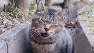 【地域猫】野良猫にカメラを近づけて撮っていたら仲間の猫ちゃん達が集まってきた