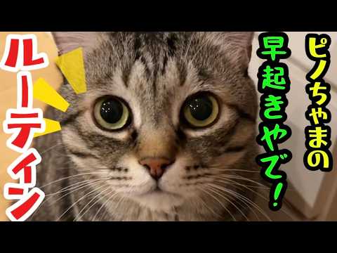 My cat's adorable routine starting at 4am! - YouTube