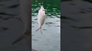久しぶりにクロサギが釣れました。ムギメシとも呼ばれ不味い魚されますが、おかずに食べるには普通の魚。ただし身が極端に柔らかい。キス投げ釣りでよく釣れるが、波止にも多い。