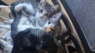 LIVE FEED  Watch these 5 newborn kittens grow up with their momma cat taking great care of them.