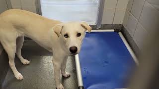 acs A687151