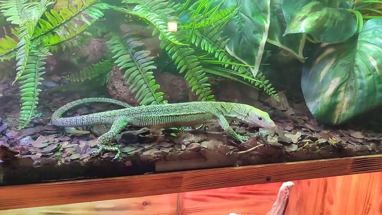 Биакский Древесный Варан Varanus kordensis