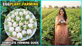 Brinjal (Eggplant) Farming Guide 🍆 | Step-by-Step Process from Seed to Harvest