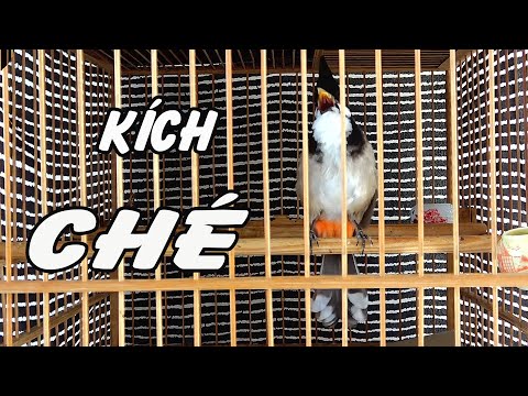 Video Chào mào Ché kích bổi nhanh căng lửa/Kích bổi sổ... - youtube