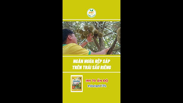 Quản lý rệp sáp gây hại trái sầu riêng | Kiến Vàng Thado