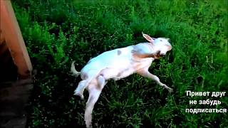 Миотоническая коза, или обморочная коза,