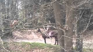 Gráni En Marianne Buite Nrit Bos 274-13 2