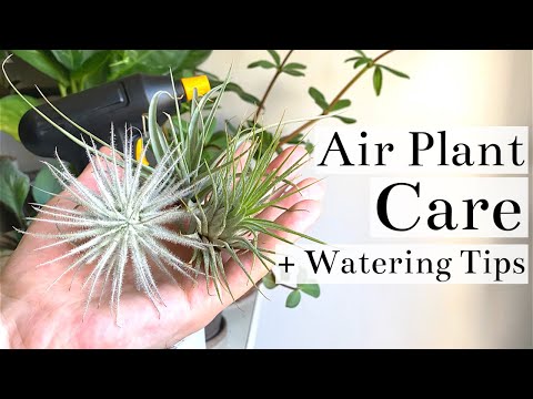 Air Plant (Tillandsia) Care + Watering Tips