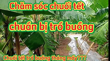 Cách chăm sóc chuối tết chuẩn bị trổ buồng chuối tết trổ buồng tháng mấy là kịp chuối tết