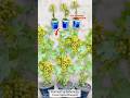 Ab ghar me pot me ugau grape ka plant angoor ka plant #grape #fruit #farming #gardening #garden