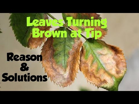 Plant Leaves Turning Brown/पोधौ की पत्तियों की टिप का जलना