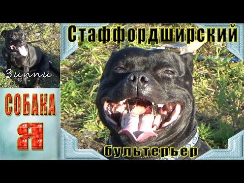 Стаффордширский Бультерьер ЗИППИ. Собаки. Выгул Собак. Staffordshire Bull Terrier